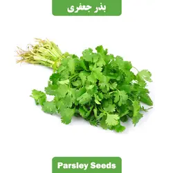بذر سبزی جعفری فله ای
