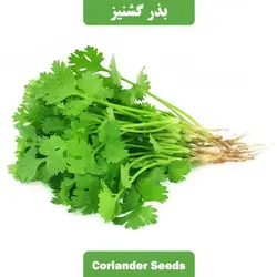 بذر سبزی گشنیز فله ای