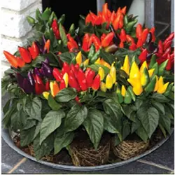 بذر گل فلفل زینتی الوان