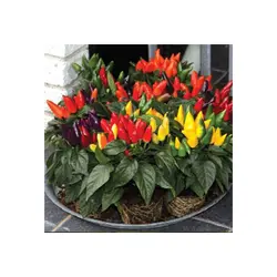 بذر گل فلفل زینتی الوان