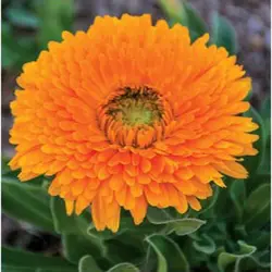 بذر گل همیشه بهار تک رنگ