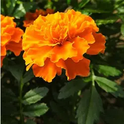 بذر گل جعفری تک رنگ