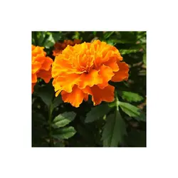 بذر گل جعفری تک رنگ