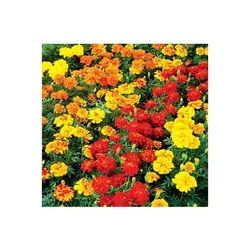 بذر گل جعفری الوان