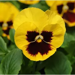 بذر گل بنفشه تک رنگ