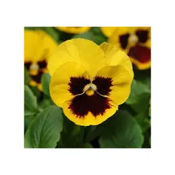 بذر گل بنفشه تک رنگ