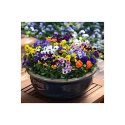 بذر گل بنفشه الوان