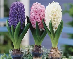 پیاز گل سنبل هلندی میکس (۱۰ عددی)