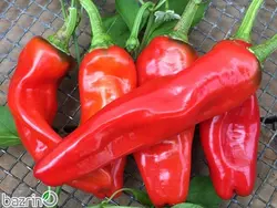 بذر فلفل تند اورفا