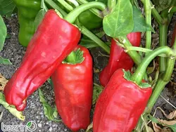 بذر فلفل تند اورفا