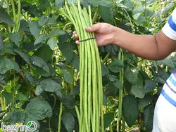 بذر لوبیا سبز رشته ای