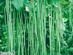 بذر لوبیا سبز رشته ای