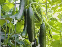 بذر خیار سبز گلخانه ای ناگین F1
