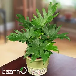 بذر گیاه برگ انجیری فر