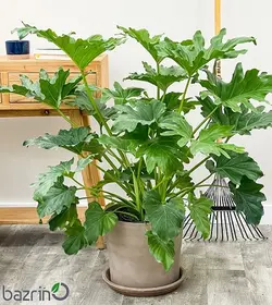 بذر گیاه برگ انجیری فر