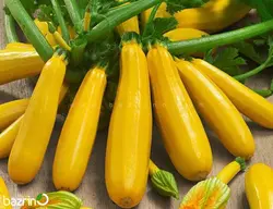 بذر کدو خورشتی طلایی F1