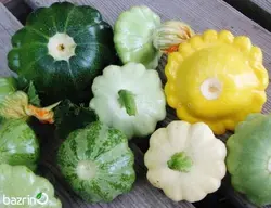 بذر کدو ستاره ای میکس