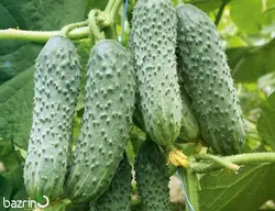 بذر خیار درختی خاردار F1