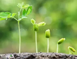 کود کامل رشد ( 100 گرمی )