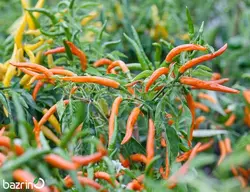 بذر فلفل قلمی تند نارنجی