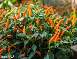 بذر فلفل قلمی تند نارنجی