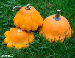 بذر کدو ستاره ای نارنجی