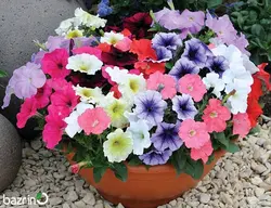 بذر گل اطلسی معطر  الوان