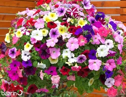 بذر گل اطلسی معطر  الوان