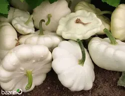 بذر کدو ستاره ای سفید