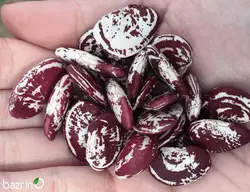 بذر لوبیا کریسمس