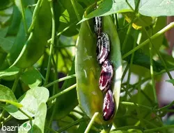 بذر لوبیا کریسمس