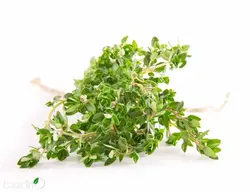 بذر آویشن باغی(ولگار)