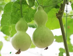 بذر کدو قلیانی