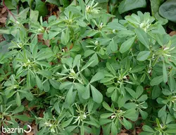 بذر شنبلیله(100 گرمی)