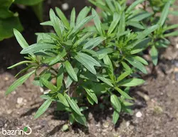 بذر مرزه(100 گرمی)