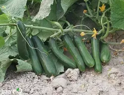 بذر خیار سبز بوته ای ممتاز F1