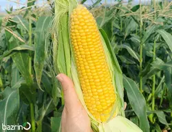بذر ذرت بلال شیرین سمیرا F1
