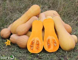 بذر کدو حلوایی نارنجی