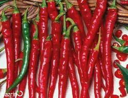 بذر فلفل پابلند سوزنی قرمز