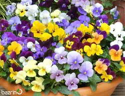 بذر گل بنفشه الوان