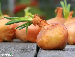 بذر پیاز طلایی