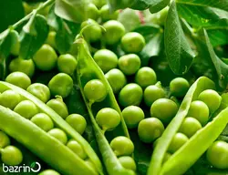 بذر نخود فرنگی