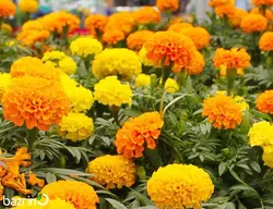 بذر گل جعفری الوان