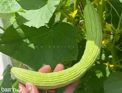 بذر خیار چنبر