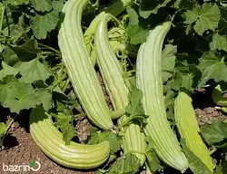 بذر خیار چنبر