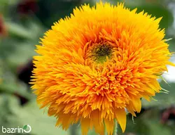 بذر گل آفتابگردان پر پر زرد