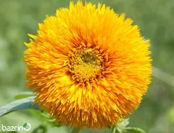 بذر گل آفتابگردان پر پر زرد