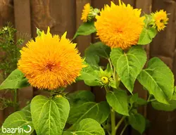 بذر گل آفتابگردان پر پر زرد