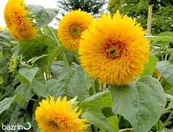 بذر گل آفتابگردان پر پر زرد