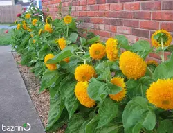 بذر گل آفتابگردان پر پر زرد